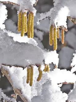 Hazel: Hazel Catkins - in late winter snow