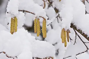 Hazel: Hazel Catkins - in late winter snow