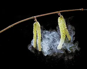 Hazels: Hazel catkins - shedding pollen
