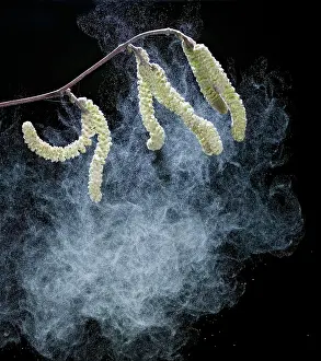 Hazels: Hazel catkins - shedding pollen