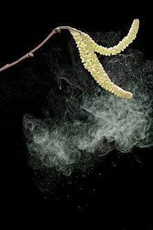Hazels: Hazel catkins - shedding pollen