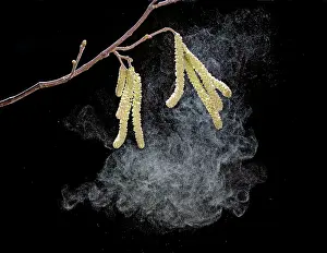 Hazels: Hazel catkins - shedding pollen