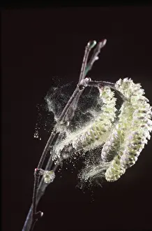 Hazel: HAZEL - Catkins shedding pollen