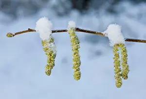 Hazels: Hazel Catkins - In winter after snowfall