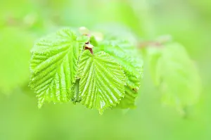 Corylus: Hazel, Cob-nut