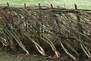 Hazel: Hazel, Cob-nut