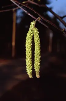 Corkscrew: Hazel