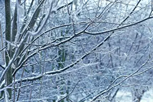 Corkscrew: Hazel