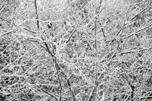 Corkscrew: Hazel