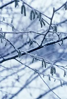 Corkscrew: Hazel
