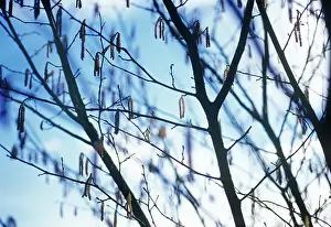 Corkscrew: Hazel