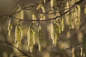 Corkscrew: Hazel