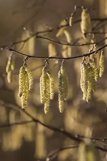 Corkscrew: Hazel