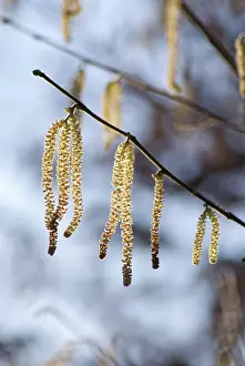 Corkscrew: Hazel