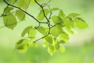 Corkscrew: Hazel
