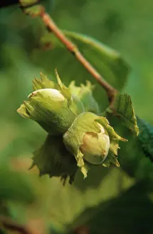 Corkscrew: Hazel