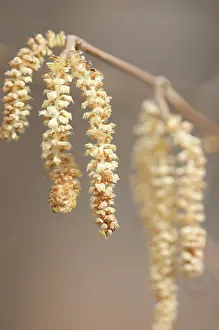 Corkscrew: Hazel