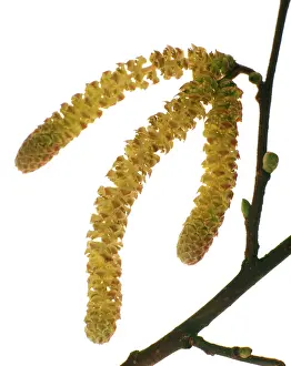 Corkscrew: Hazel