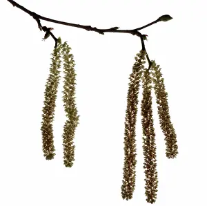 Corkscrew: Hazel
