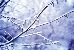 Corkscrew: Hazel