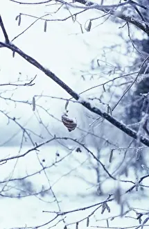 Hazel: Hazel