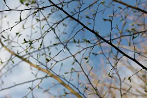 Hazel: Hazel