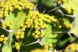 Corylus: Hazel, Cob nut, Corylus avellana, Close up of yellow
