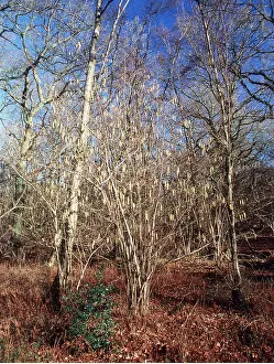 Coppice: HAZEL - coppice with catkins