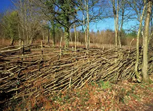 Coppice: Hazel Coppice - Deer fence
