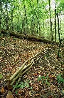 Soil: Hazel Coppice - used for soil erosion control