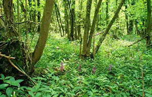 Coppice: Hazel Coppice - woodland flowers, early purple