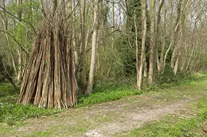 Stacked: Hazel coppiced poles - stacked ready for collection