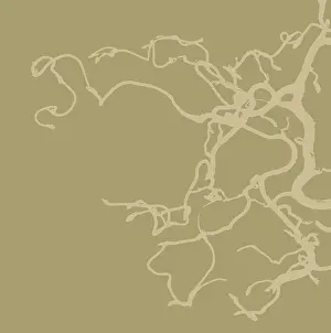 Contorta: Hazel