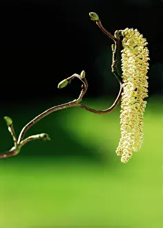 Contorta: Hazel