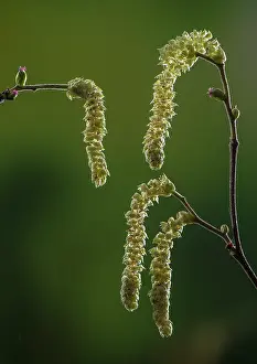 Hazel: Hazel, Corylus avellana, in flower in early spri