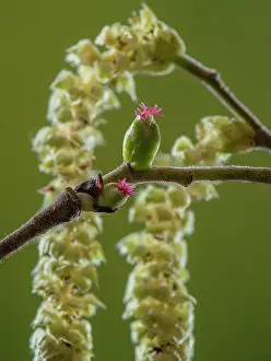 Hazel: Hazel, Corylus avellana, in flower in early spri