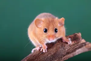 Dormice: Hazel Dormouse, Common Dormouse (Muscardinus avellanarius)