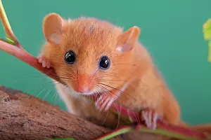 Hazel: Hazel Dormouse, Common Dormouse (Muscardinus avellanarius)
