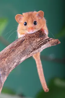 Hazel: Hazel Dormouse, Common Dormouse (Muscardinus avellanarius)