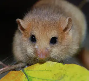 Dormice: Hazel Dormouse - fattened up for winter
