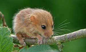 Nuts: Hazel Dormouse (Muscardinus avellanarius), pup