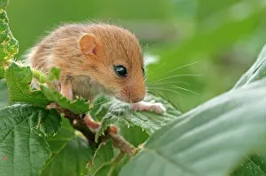 Nuts: Hazel Dormouse (Muscardinus avellanarius), pup
