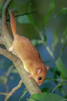 Salix: Hazel Dormouse (Muscardinus avellanarius) on a willow