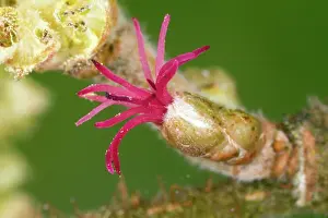 Corylus: Hazel - female flower with red stigmas - and male
