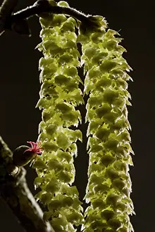 Hazel: Hazel Flowers - red female flower and male catkins