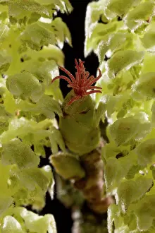 Hazel: Hazel Flowers - red female flower and male catkins