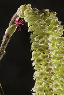 Hazel: Hazel Flowers - red female flower and male catkins