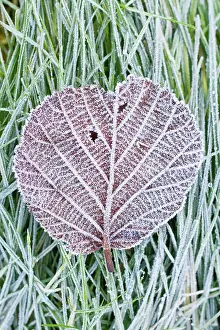 Corylus: Hazel - frosted leaf on lawn