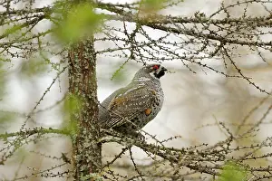 Larix: Hazel Grouse