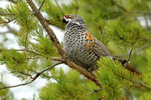 Taiga: Hazel Grouse